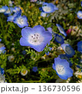 青いネモフィラ 136730596
