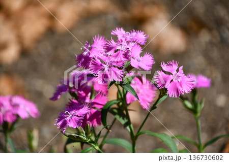 ナデシコ　Dianthus 136730602