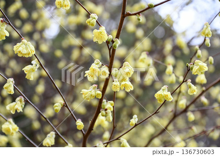ヒュウガミズキ　Spring witch hazel 136730603