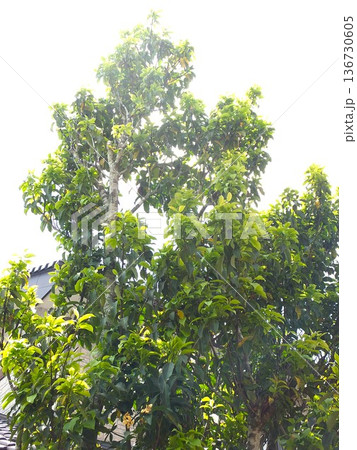 シンボルツリーの常緑高木のソヨゴ 136730605