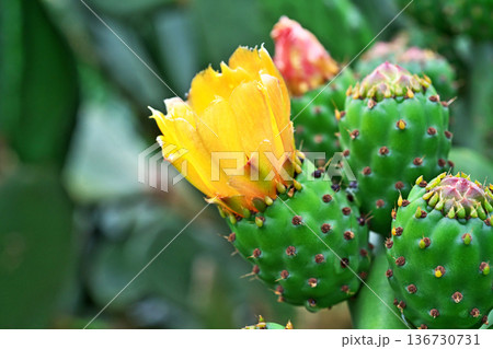 ウチワサボテンの花(夏、六月) ウチワサボテンの花(夏、六月) 136730731