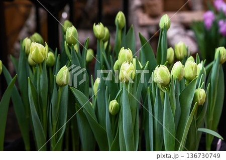 Close up of green tulip flower bud in spring garden. Creative floral background with blooming plant and fresh leaf for nature decoration and design. Close up of green tulip flower bud in spring garden. Creative floral background with blooming plant and fresh leaf for nature decoration and design. 136730749