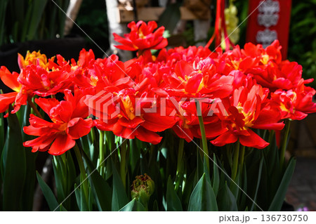 Bright red tulip flower blooming in spring garden. Beautiful double peony tulip plant with green leaf for floral background and creative garden decor. Bright red tulip flower blooming in spring garden. Beautiful double peony tulip plant with green leaf for floral background and creative garden decor. 136730750