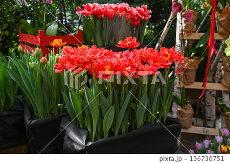 Bright red tulip flower blooming in black box. Beautiful double peony tulip plant with green leaf for spring garden decor and creative floral design. Bright red tulip flower blooming in black box. Beautiful double peony tulip plant with green leaf for spring garden decor and creative floral design. 136730751