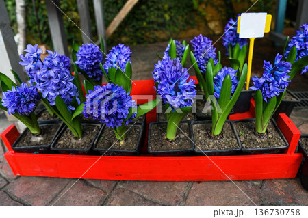 Blue hyacinth flower in black pot at floral market. Blooming hyacinthus orientalis plant in red wooden box for sale in flower shop and garden nursery. Blue hyacinth flower in black pot at floral market. Blooming hyacinthus orientalis plant in red wooden box for sale in flower shop and garden nursery. 136730758