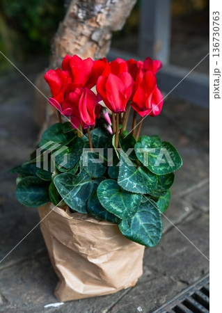 Bright red cyclamen flower in craft paper gift wrap. Beautiful spring cyclamen persicum plant with green leaf for garden decor and floral design. 136730763