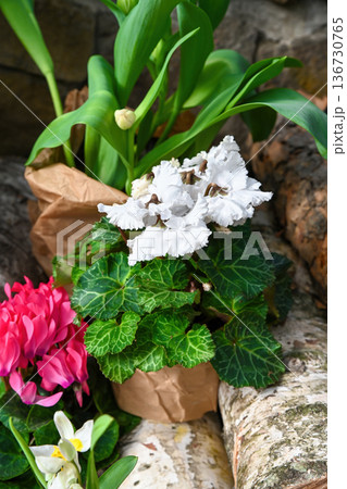 White cyclamen flower and pink blooming plant in craft paper wrap on birch log. Spring garden decor with tulip bud for floral market and flower shop. 136730765