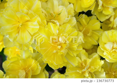 Close up of yellow peony tulip flower blooming in spring. Beautiful double tulip plant for floral background and seasonal garden decoration idea. Close up of yellow peony tulip flower blooming in spring. Beautiful double tulip plant for floral background and seasonal garden decoration idea. 136730773
