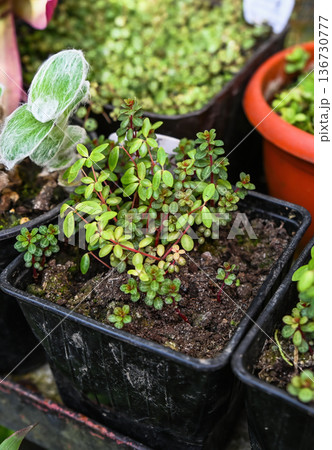 Small peperomia rubella plant with red stem and green leaf in black pot at floral market. Beautiful spring indoor plant for sale in garden nursery. Small peperomia rubella plant with red stem and green leaf in black pot at floral market. Beautiful spring indoor plant for sale in garden nursery. 136730777