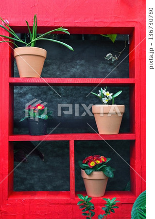 Creative spring garden idea with primrose and narcissus in pot on red shelf. Blooming plant for home decoration design and floral shop decoration. 136730780