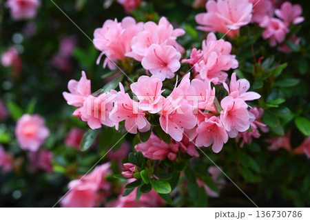Beautiful pink rhododendron kirin flower blooming in spring garden. Flowering azalea plant with green leaf for creative floral decor and design idea. Beautiful pink rhododendron kirin flower blooming in spring garden. Flowering azalea plant with green leaf for creative floral decor and design idea. 136730786