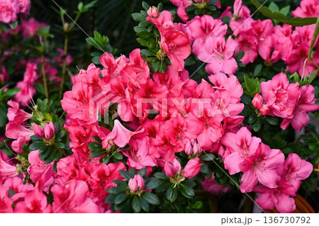 Beautiful pink azalea flower blooming in spring garden. Flowering rhododendron indicum plant with green leaf and bud for creative floral background. 136730792