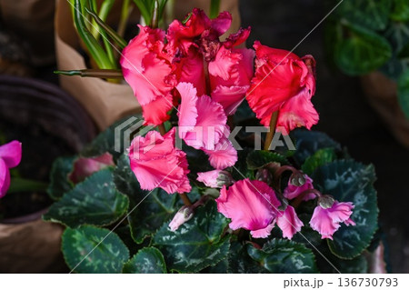 Beautiful pink fringed cyclamen flower blooming in pot. Creative spring cyclamen persicum plant with green leaf for floral background and decor idea. Beautiful pink fringed cyclamen flower blooming in pot. Creative spring cyclamen persicum plant with green leaf for floral background and decor idea. 136730793