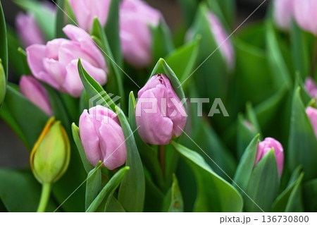 Beautiful lilac tulip flower blooming in spring garden. Tender purple tulip bud with green leaf for creative floral background and decor design idea. Beautiful lilac tulip flower blooming in spring garden. Tender purple tulip bud with green leaf for creative floral background and decor design idea. 136730800