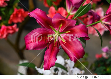 Bright pink lily flower blooming in spring garden. Beautiful lily hybrid plant with green leaf and azalea for floral background and nature decor. Bright pink lily flower blooming in spring garden. Beautiful lily hybrid plant with green leaf and azalea for floral background and nature decor. 136730802