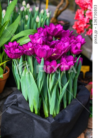 Creative spring garden idea with purple peony tulip flower in black textile box. Blooming double tulip plant for home decoration and floral market. Creative spring garden idea with purple peony tulip flower in black textile box. Blooming double tulip plant for home decoration and floral market. 136730803