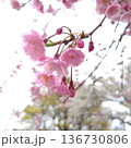 桜　さくら　櫻 136730806