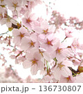 桜　さくら　サクラ 136730807