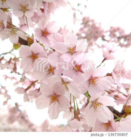 桜　さくら　サクラ 136730807