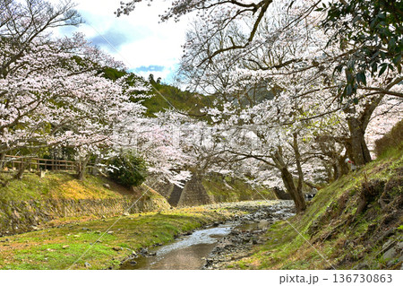 七谷川沿いの桜並木 136730863