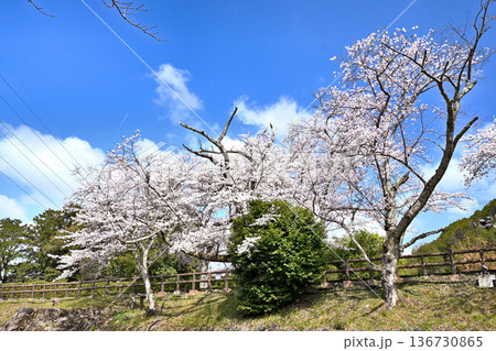七谷川沿いの桜並木 136730865