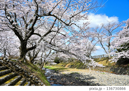 七谷川沿いの桜並木 七谷川沿いの桜並木 136730866