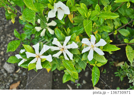 白いクチナシの花（夏、六月） 136730971