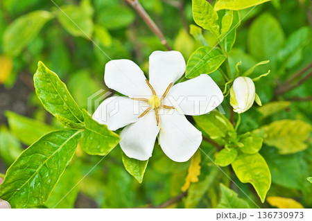 白いクチナシの花（夏、六月） 136730973