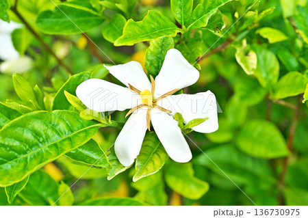 白いクチナシの花(夏、六月) 白いクチナシの花(夏、六月) 136730975