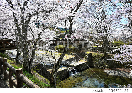 七谷川沿いの桜並木 七谷川沿いの桜並木 136731121