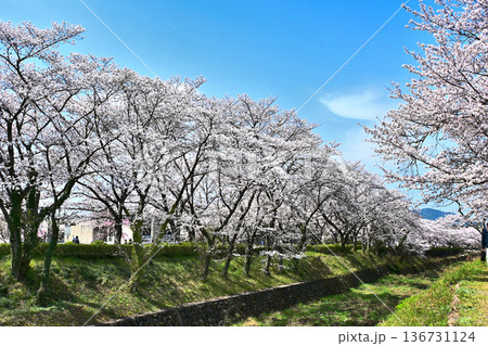 七谷川沿いの桜並木 136731124