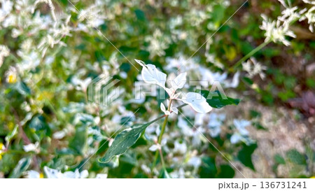 爽やかな白い斑入りが美しい庭の植物 136731241