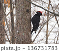 雪の中のクマゲラ1 136731783