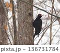 雪の中のクマゲラ2 136731784