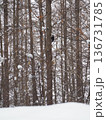 雪の中のクマゲラ3 136731785