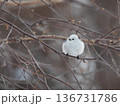 雪の中のシマエナガ1 136731786