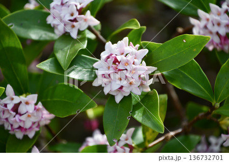 ジンチョウゲ　Winter Daphne 136732701