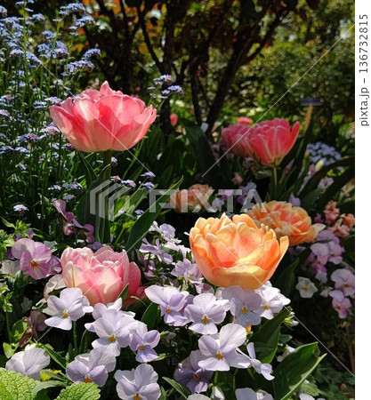 春の花 チューリップ 花壇 春の花 チューリップ 花壇 136732815