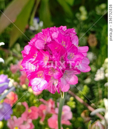 アルメリア 136732816