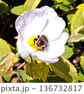白い花　クマバチ 136732817