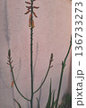 Twigs of Aloe vera Flower and Buds 136733273