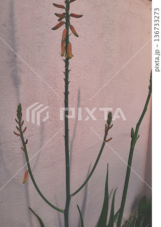 Twigs of Aloe vera Flower and Buds Twigs of Aloe vera Flower and Buds 136733273