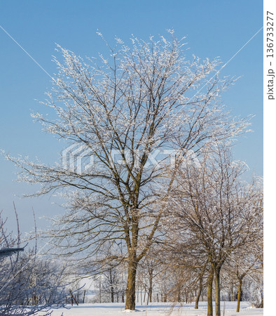 A winter scene with trees covered in hoarfrost under a clear blue sky. A winter scene with trees covered in hoarfrost under a clear blue sky. 136733277