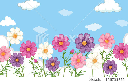 Colorful Cosmos Flowers in Bloom Under Blue Sky 136733852