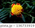 Single Marigold Flower 136733919