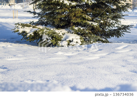 A winter scene featuring evergreen trees, a spruces covered in snow. 136734036