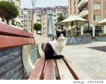 Black and white cat sits on a bench in an urban area with buildings in the background during a cloudy day 136734208