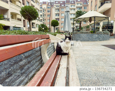 Black and white cat sitting on a bench in a residential courtyard during the day near plants and buildings Black and white cat sitting on a bench in a residential courtyard during the day near plants and buildings 136734271