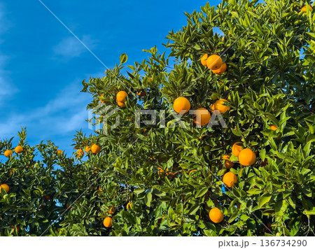 Oranges grow on a tree under a clear sky in a sunny location during daytime Oranges grow on a tree under a clear sky in a sunny location during daytime 136734290