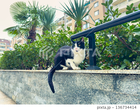Black and white cat sitting on a stone wall near green plants in a residential area during a cloudy day Black and white cat sitting on a stone wall near green plants in a residential area during a cloudy day 136734414